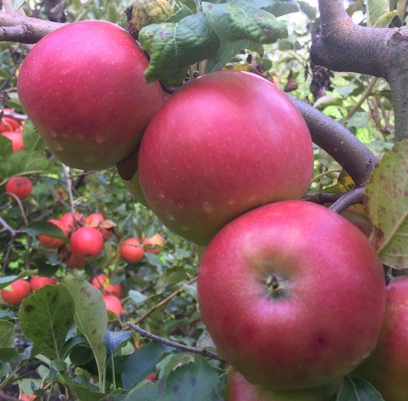 Átállásos bio idared alma