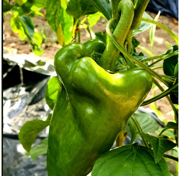 Vegyszermentes zöld kápia paprika